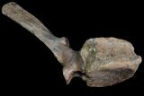 Tall Edmontosaurus (Duck-Billed Dinosaur) Vertebrae - Montana #92777-3